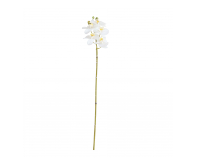 Single white orchid stem 