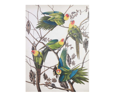 Multi Colour Parakeets | Handpainted Replica