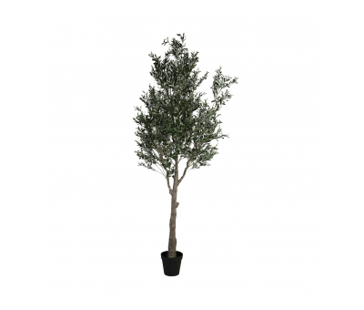 potted olive tree 