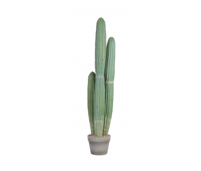 Green cactus houseplant with grey pot