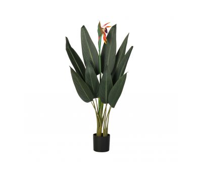 Strelitzia plant in pot small