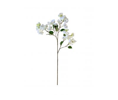 White bougainvillea stem