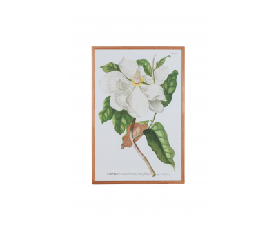 Botanical print with wooden frame 