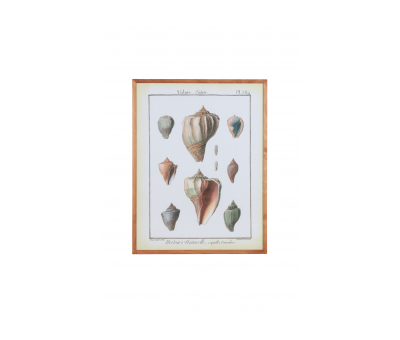 Shell print with wooden frame 