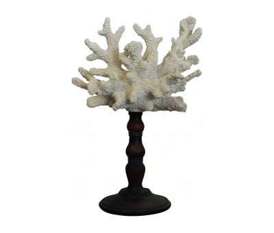 Block & Chisel white coral on stand