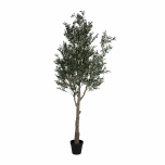potted olive tree 