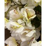 White bougainvillea stem