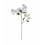 White bougainvillea stem