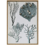 Block & Chisel framed seaweed print