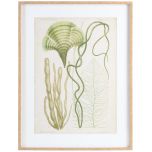 Block & Chisel framed seaweed print