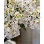 White bougainvillea stem