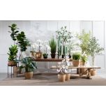 Block & Chisel fiddle tree in plastic pot