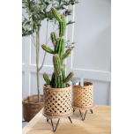 Green cactus houseplant with grey pot