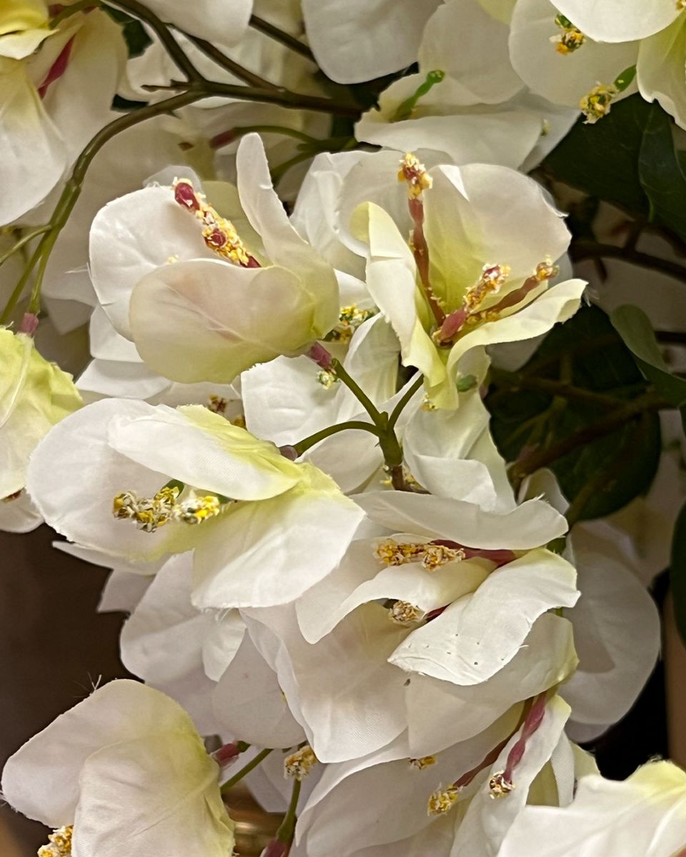 White bougainvillea stem