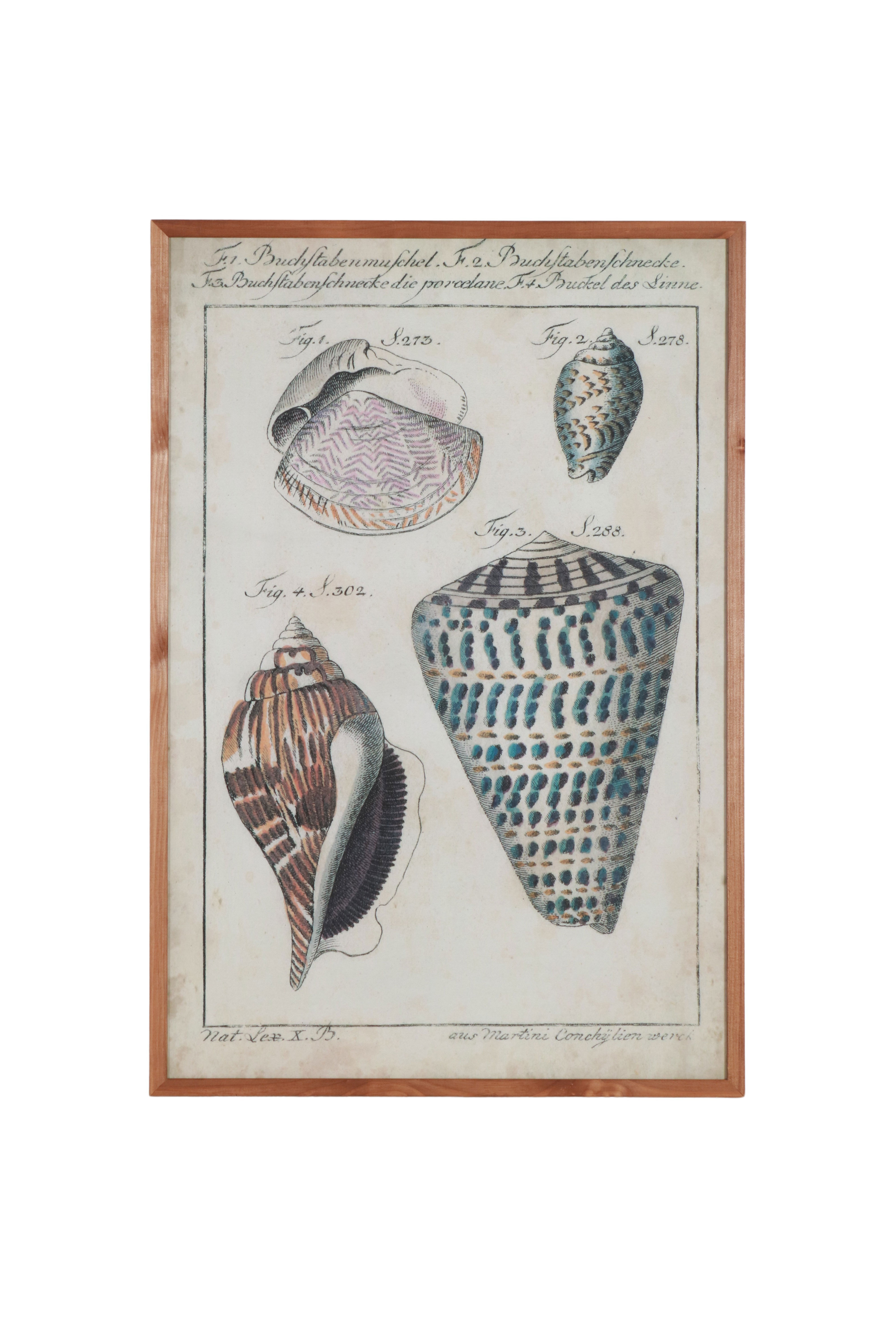 Shell print with wooden frame 