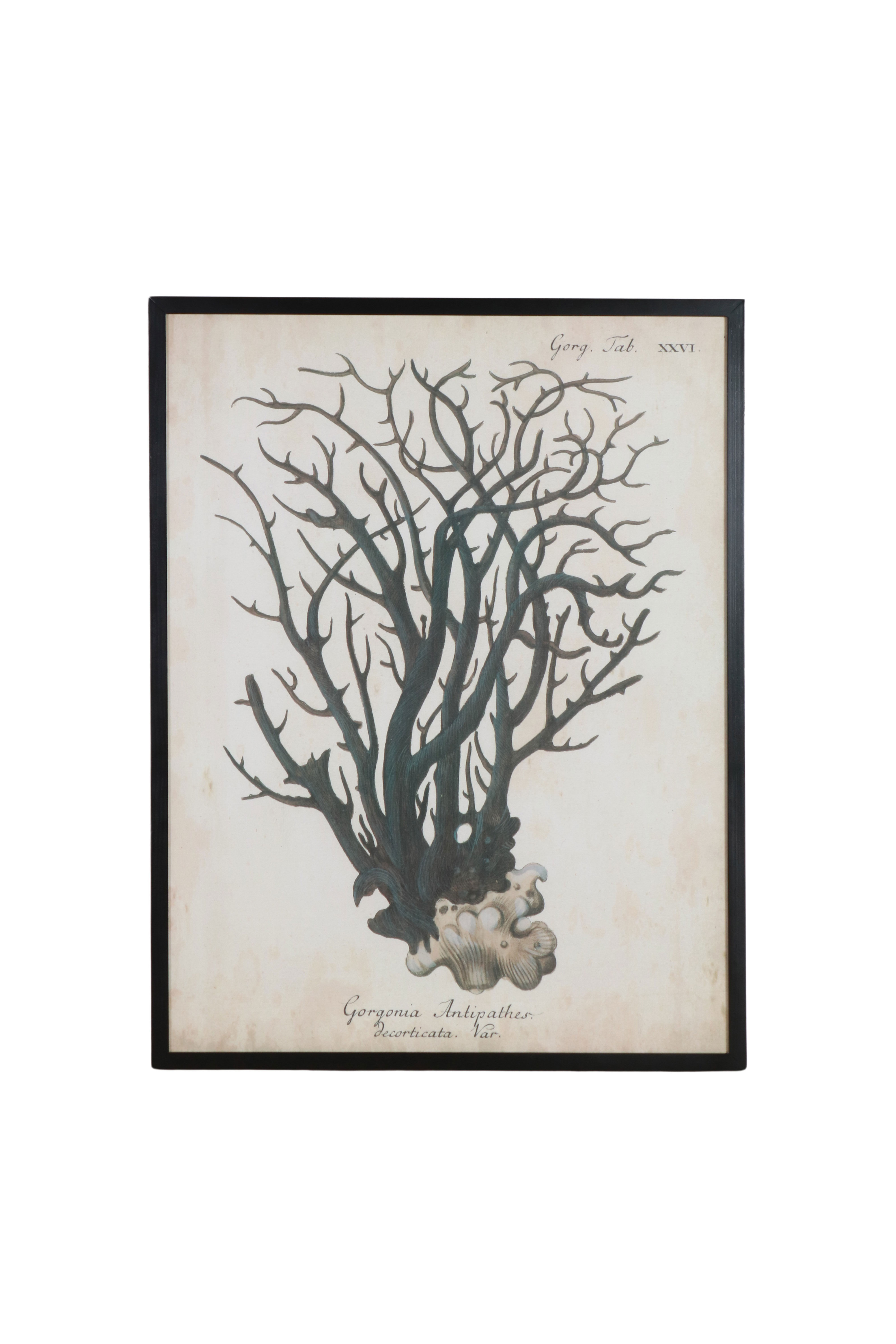 coral print with dark wooden frame 